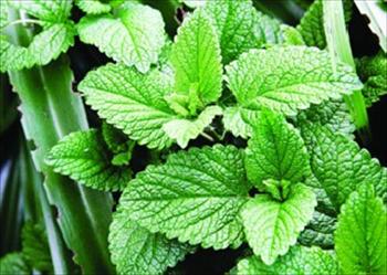 اسانس پونه جایگزین میكروب‌كش‌های شیمیایی